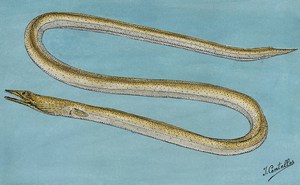 dessin de Serpent de mer